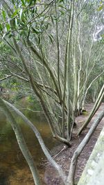 Scenic view of trees