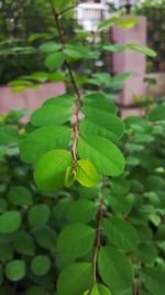 Close-up of fresh green plant