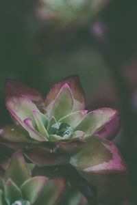 Close-up of pink flowering plant