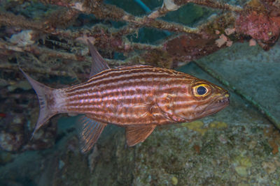 Close-up of fish swimming in sea