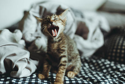 Cat yawning