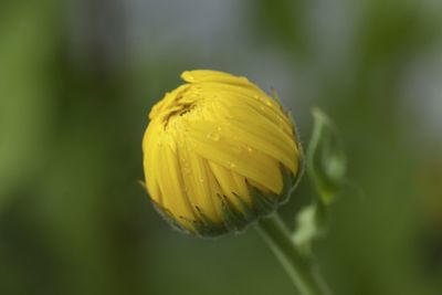 Close-up of yellow flower