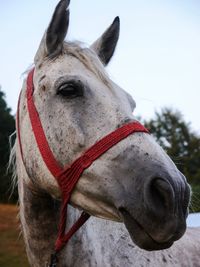 Close-up of horse