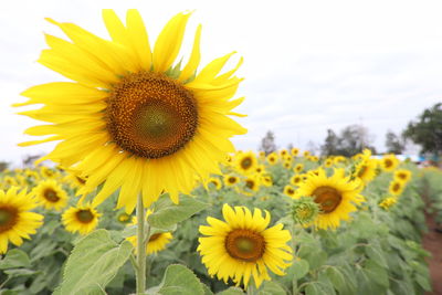 Close-up of yellow sunflower in field