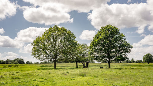 Trees on grassy field