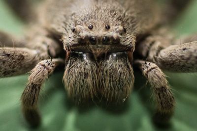 Close-up of spider