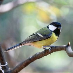 Close-up of bird perching on branch