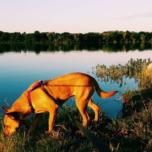 Horse by lake against clear sky