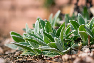 Close-up of plant growing on field