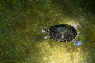 High angle view of red eared slider on pond