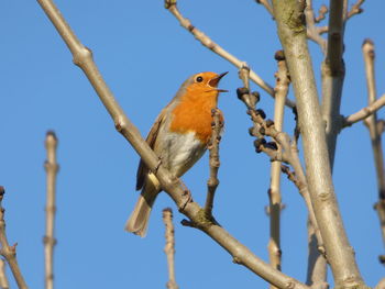 Low angle view of bird perching on tree against sky