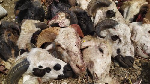 High angle view of sheep