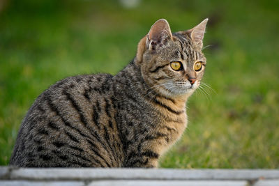 Close-up of a cat looking away