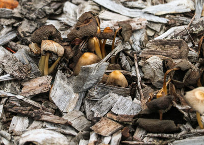 Full frame shot of firewood