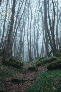 Trees in forest