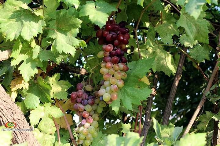 LOW ANGLE VIEW OF GRAPES HANGING ON TREE