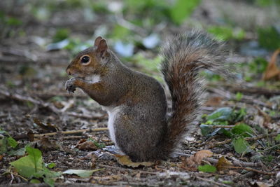 Close-up of squirrel eating outdoors