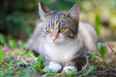 Portrait of tabby cat on field