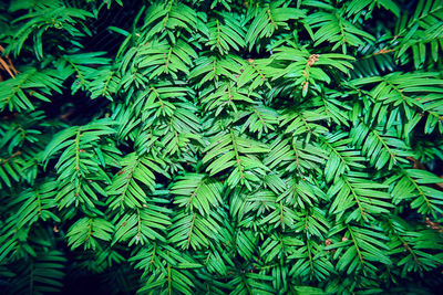 Full frame shot of pine tree