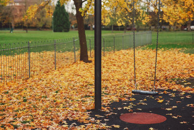 Close-up of fallen autumn leaves in park