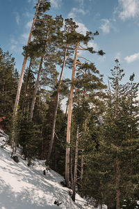 Pine trees in forest against sky during winter