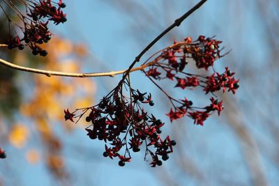 Low angle view of tree against sky