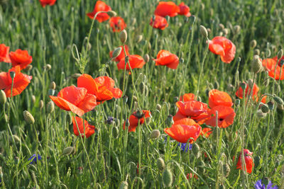 Close-up of orange poppy flowers on field