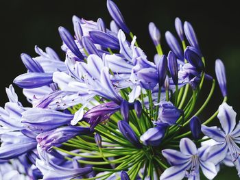 Close-up of purple crocus blooming outdoors