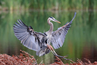 Bird flying over lake