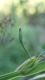 Close-up of plant