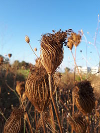 Close-up of wilted plant on field against sky