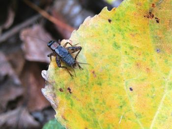 Close-up of insect