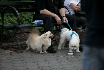 Dog looking at camera