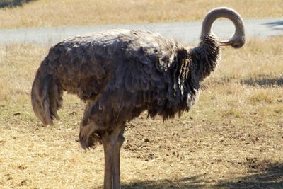 View of animals on field