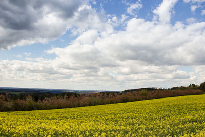 Scenic view of agricultural field against sky