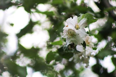 Close-up of white flowering plant