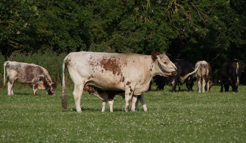 Cows grazing in a field