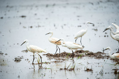 Flock of birds on beach