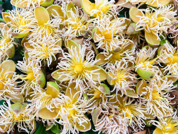 Close-up of yellow flower