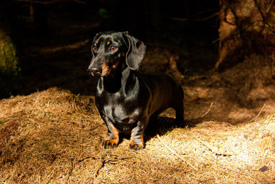 Black dog looking away