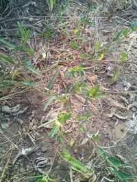 Plant growing in the background