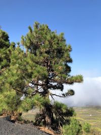 Tree on field against clear blue sky