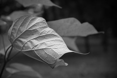 Close-up of leaves