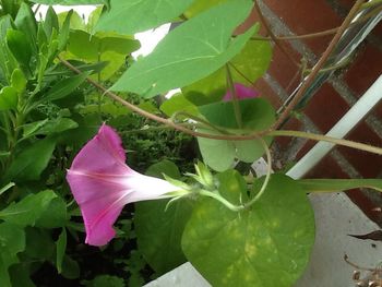 Close-up of pink flowers