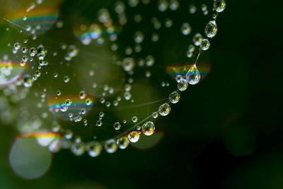 Close-up of water drops on plant