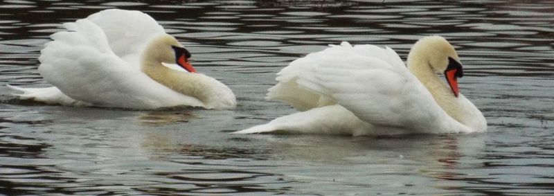 Swans swimming in water