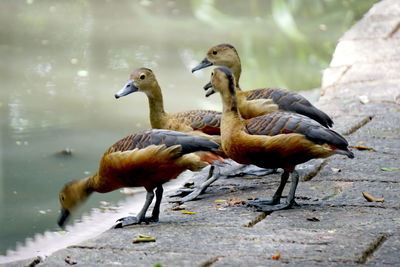 A flock of ducks on a lake