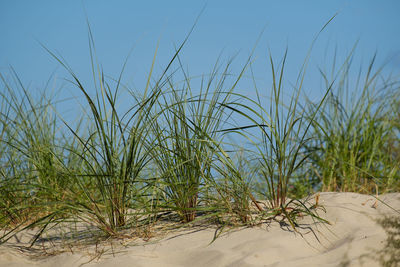 Plants growing on beach against clear blue sky