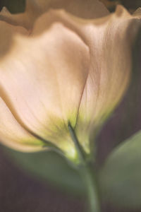 Close-up of white rose flower