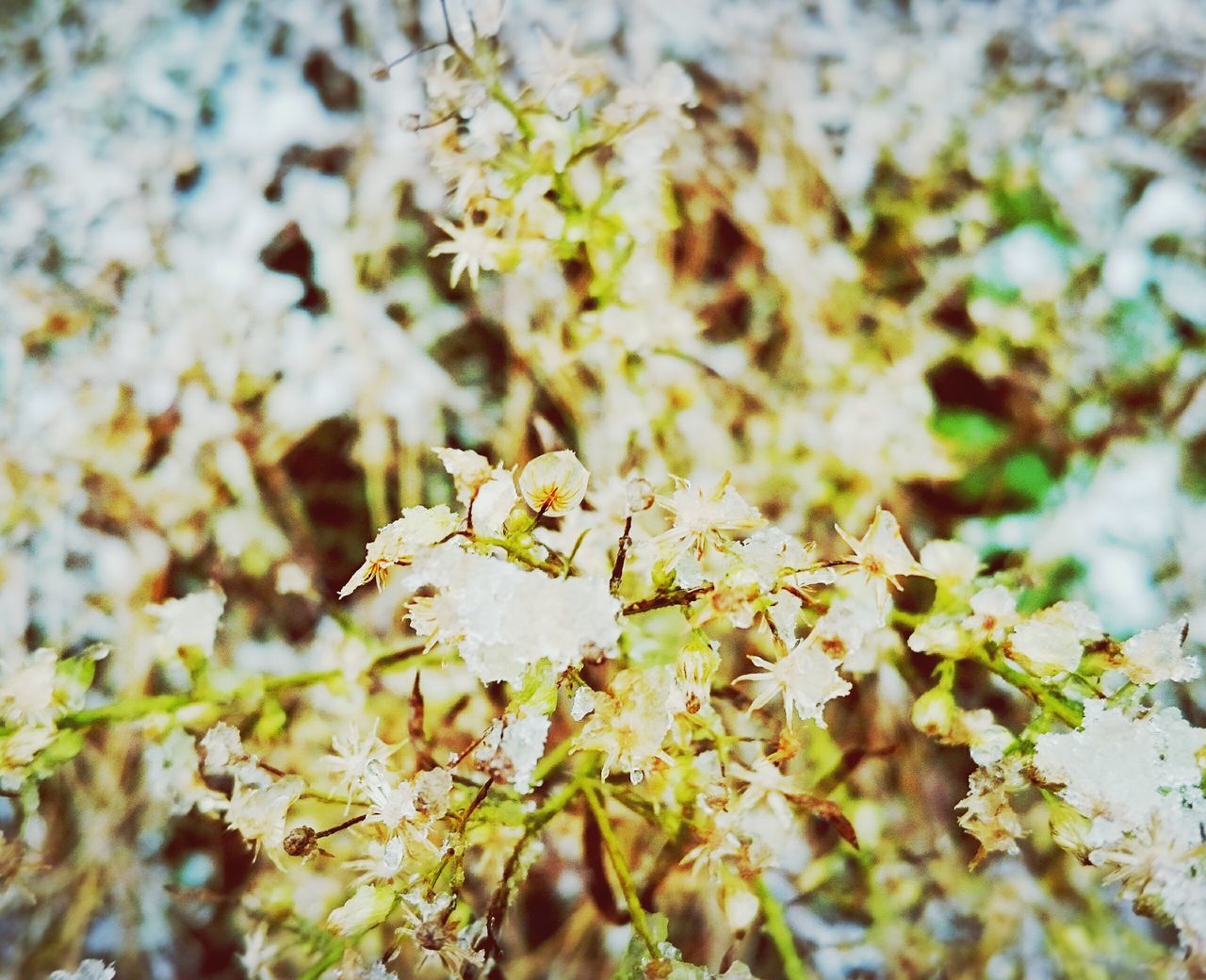 flower, growth, fragility, nature, focus on foreground, freshness, beauty in nature, close-up, branch, leaf, season, white color, tree, selective focus, petal, blossom, day, outdoors, plant, no people